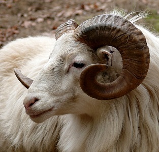 unnamed-file.Ram